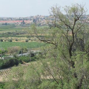 1239914 תל קטרה, גדרה